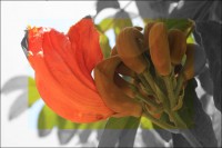 African Tulip Tree in bloom, Ajijic, Mexico