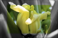 Papaya flower