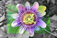 Passionfruit flower, Chapala