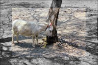 Donkey, Lake Chapala