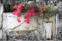 Bougainvillea, Chapala, Mexico