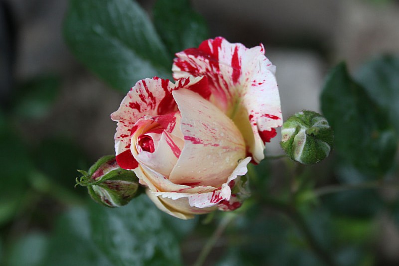 Candy cane Rose 