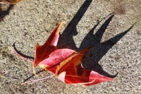 Sweetgum Leaves