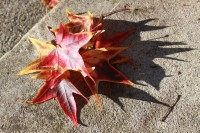 Sweetgum Leaves