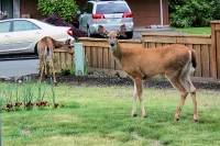 Deer eating our roses, Hillsboro, OR