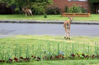 Deer in our neighborhood