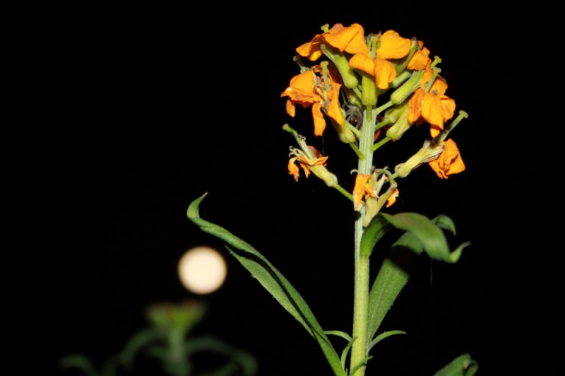 Wallflowers caught playing basketball with the moon!