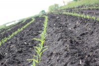 New growth - farmland just outside of Matthiessen State Park, IL