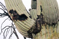 Saguaro cactus resilience