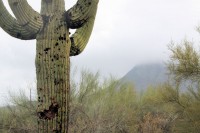 Seguaro cactus, Phoenix, AZ