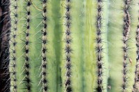 Saguaro cactus detail