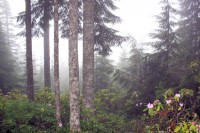 Rhododendrons, Douglas Fir and Cedar, Mt. Walker, WA (USA)