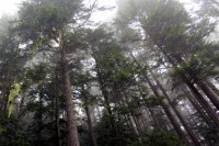 Spanish Moss on Douglas Fir, Mt. Walker, WA