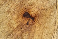 Sweetgum tree log, shapes produced by central rot