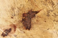 Sweetgum tree log, shapes produced by central rot