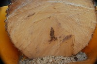 Sweetgum tree log, shapes produced by central rot