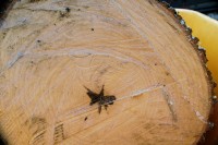 Sweetgum tree log, shapes produced by central rot