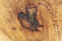 Sweetgum tree log, shapes produced by central rot