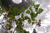 Thick fog, Cape Lookout Trailhead near Oceanside, Oregon