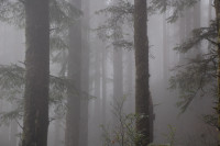 Thick fog, Cape Lookout Trailhead near Oceanside, Oregon