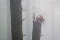 Thick fog, Cape Lookout Trailhead near Oceanside, Oregon