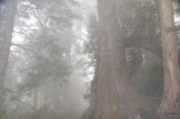 Thick fog, Cape Lookout Trailhead near Oceanside, Oregon