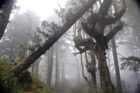 Thick fog, Cape Lookout Trailhead near Oceanside, Oregon