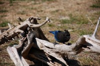 Stellars Jay, Nimkish Lake campsite, BC