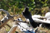 Stellars Jay, Nimkish Lake campsite, BC