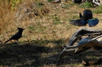 Stellars Jays, Nimkish Lake campsite, BC