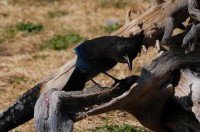 Stellars Jay, Nimkish Lake campsite, BC