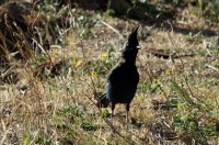 Stellars Jay, Nimkish Lake campsite, BC