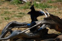 Stellars Jays, Nimkish Lake campsite, BC