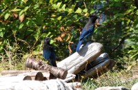 Stellars Jays photo sessions, Nimkish Lake campsite, BC