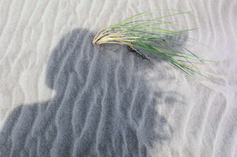 Shadow and seagrass, Netarts beach, OR, USA