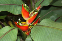 Lobsterclaw, Botanical Gardens, Singapore