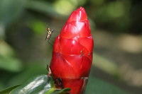 Colorful insects on a Ginger flower bud, Botanical Gardens, Singapore