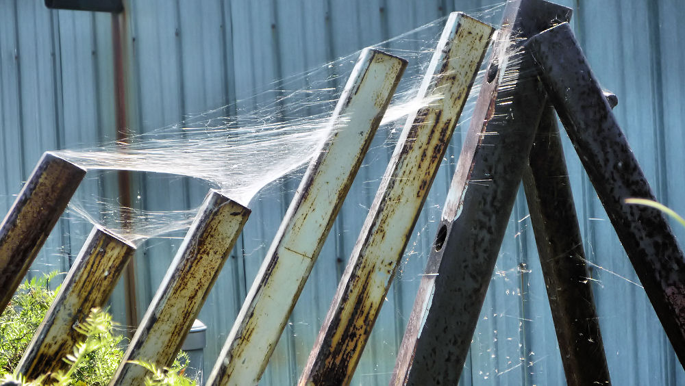 Kingston Ontario, webs on steel