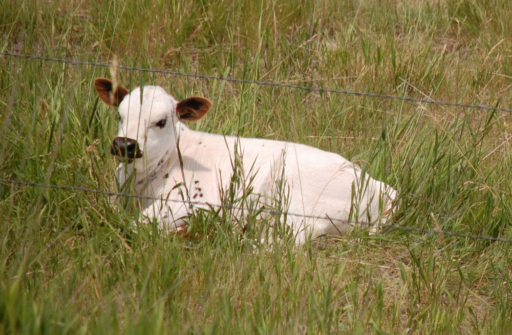 Longhorn calf, Scottsbluff, Nebraska Longhorn calf, Scottsbluff, Nebraska