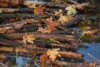 Rood Bridge Park pond interest, Hillsboro, OR