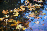 Rood Bridge Park pond interest, Hillsboro, OR