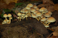 Little mushrooms in a cedar grove, Beaverton, OR