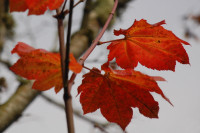 Box Elder leaves