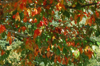 Intense colors, Rood Bridge Park, Hillsboro OR