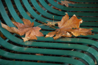 Bigleaf maple, Rood Bridge Park bench, Hillsboro