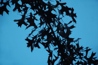 Pin Oak silhouette, Hillsboro, OR