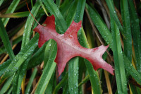 Pin Oak leaf on lily leaves, Hillsboro, OR