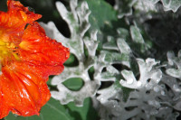 Nasturtium, Dusty Miller