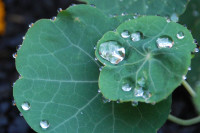 Nasturtium leaves after rain