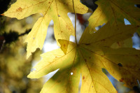 Bigleaf Maple, Beaverton, OR